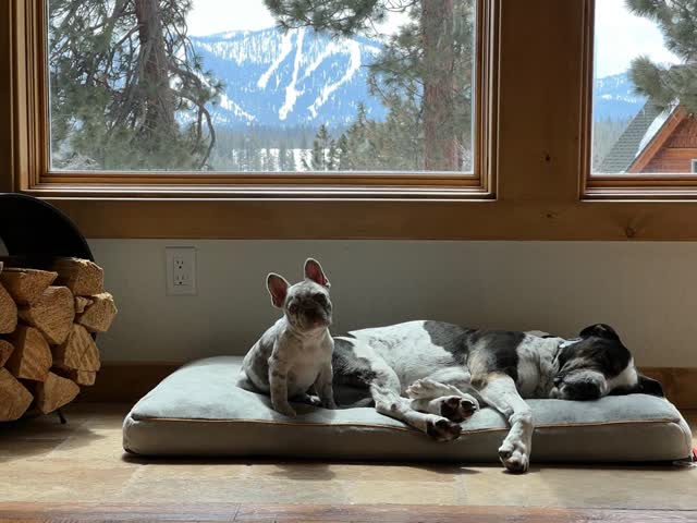 Two dogs lounging on a bed next to stacked firewood and a mountain view