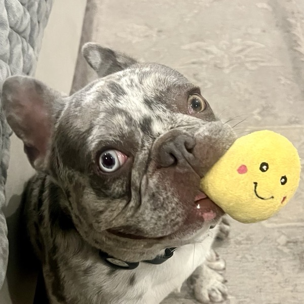 Rubble, one blue eye and one gold, with his smiley toy