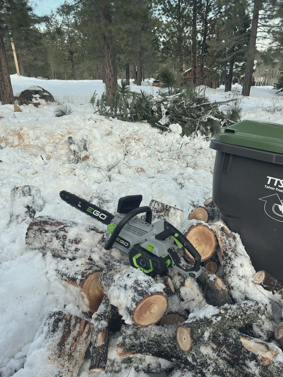 The fallen tree cut into rounds