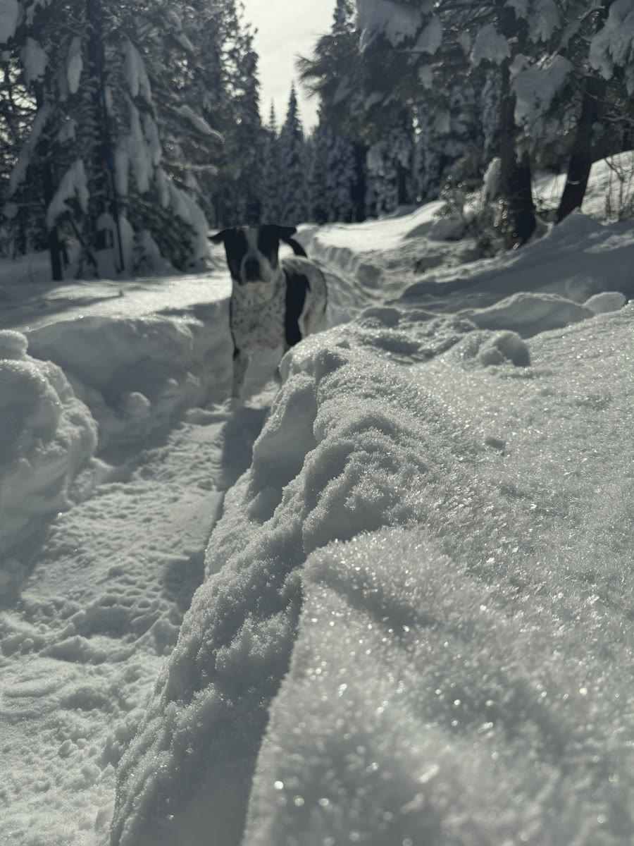 Reggie peeking over the wall of a snow trench