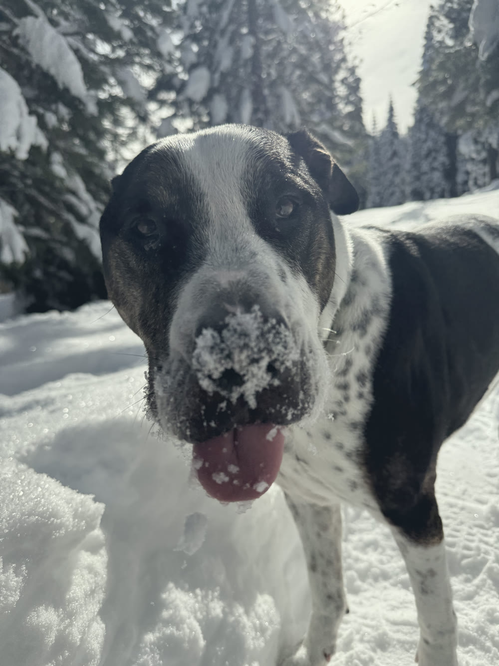 Reggie up close with snow on his nose and his tongue out