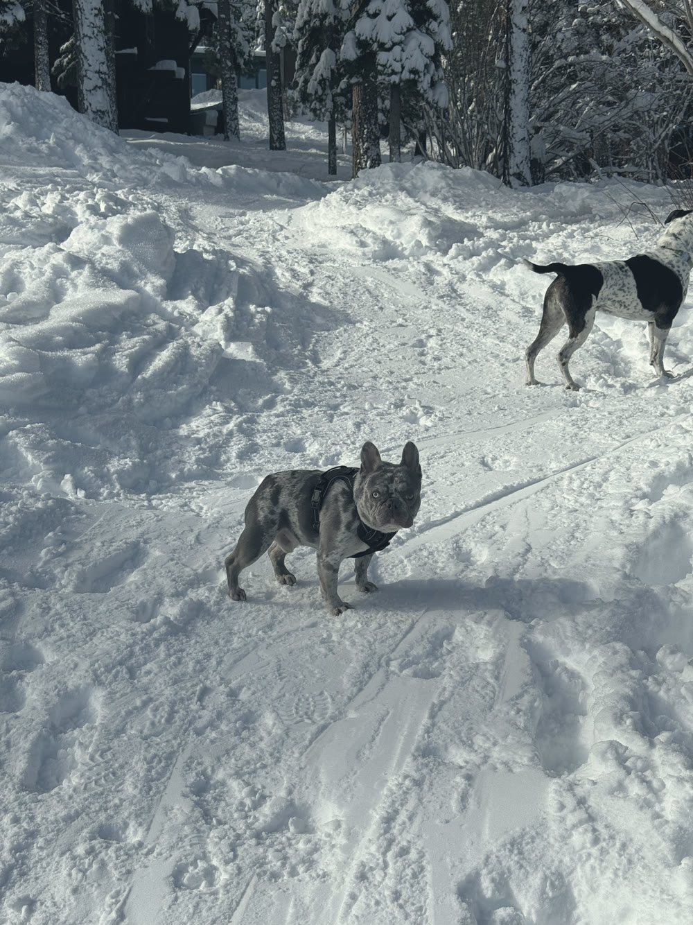 Rubble and Reggie on a trail through deep snow